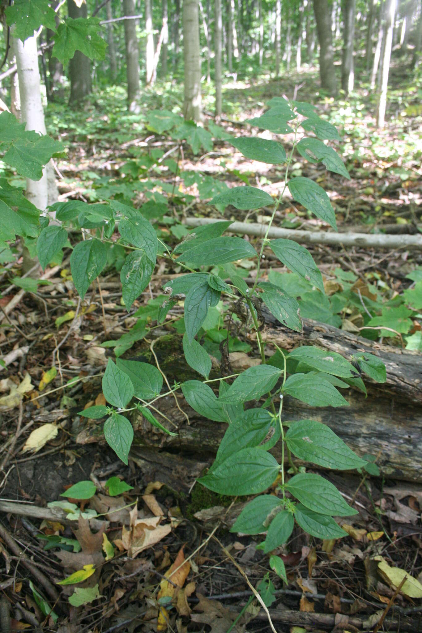 Image of American stoneseed