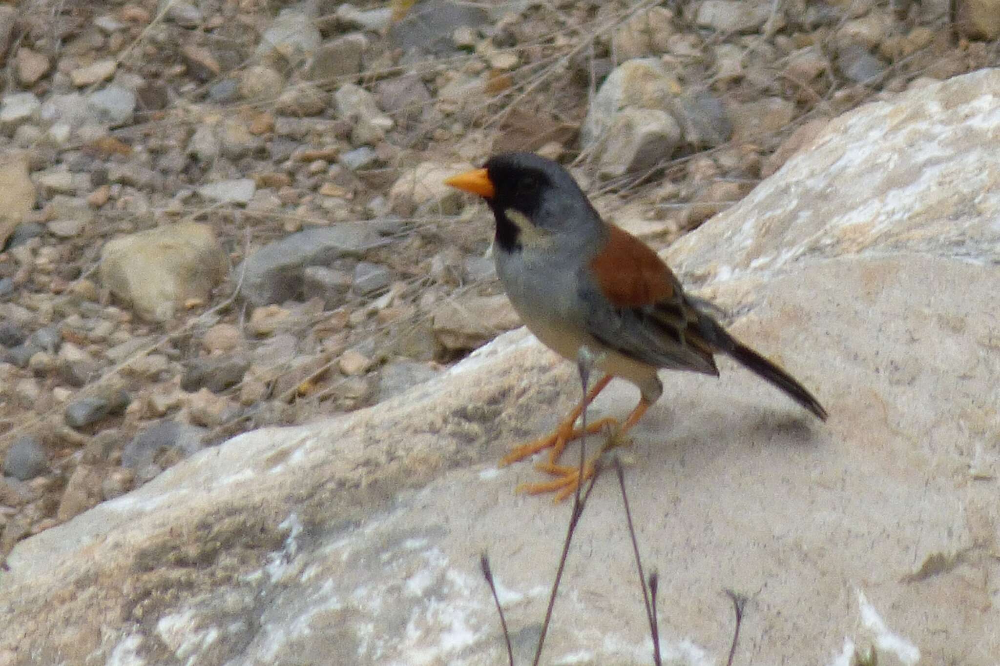 Image of Buff-bridled Inca Finch