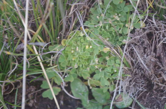 Image de Oxalis nubigena Walp.