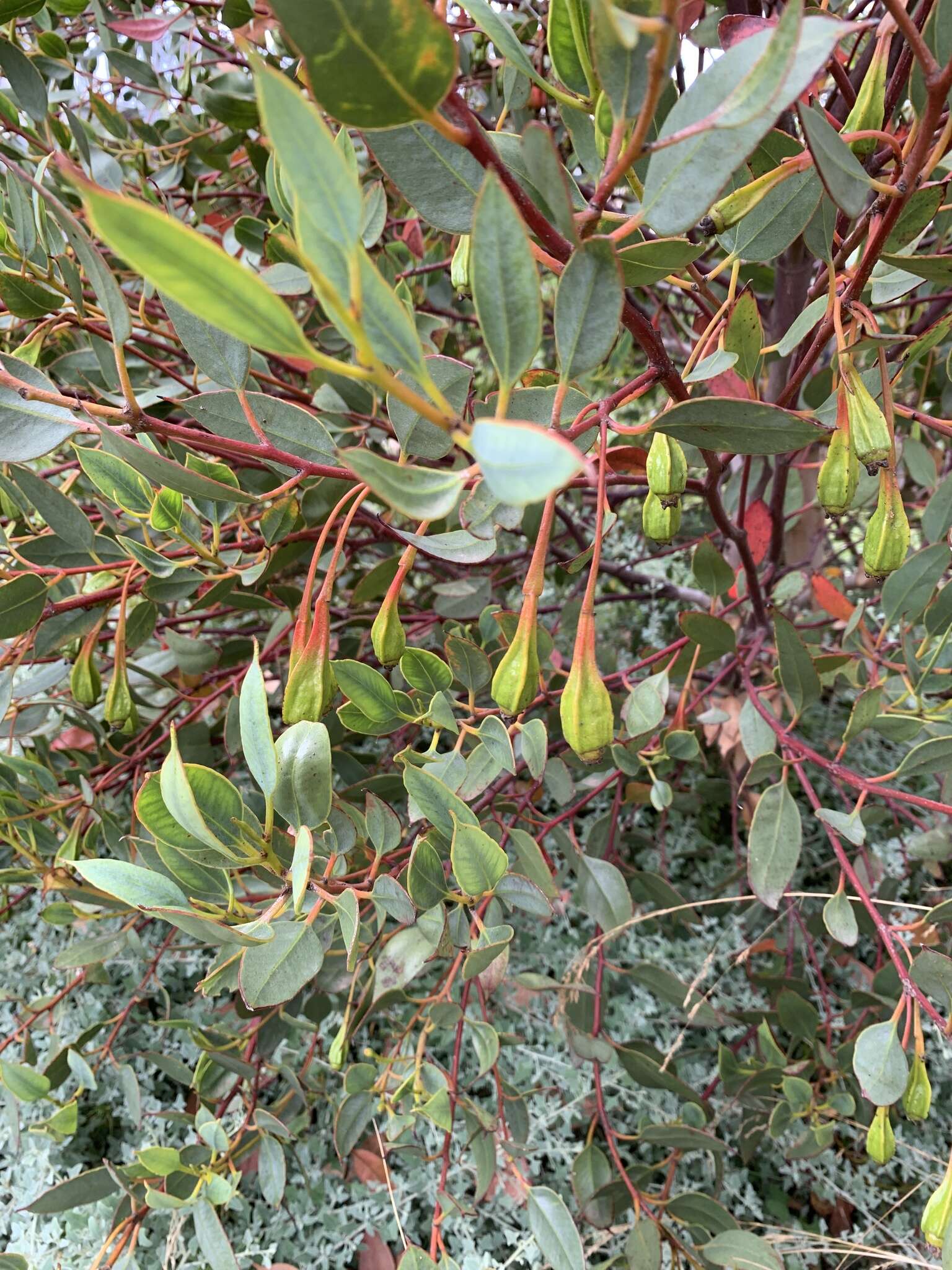 Imagem de Eucalyptus forrestiana Diels