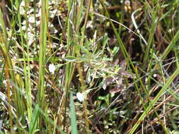 Слика од Mecardonia acuminata subsp. peninsularis (Pennell) R. A. Rossow