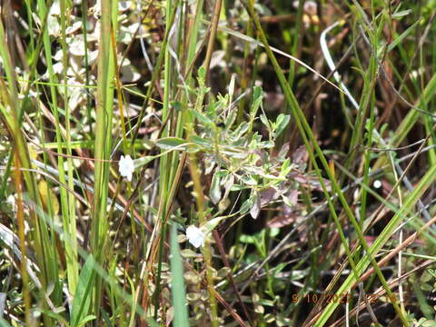 Mecardonia acuminata subsp. peninsularis (Pennell) R. A. Rossow resmi