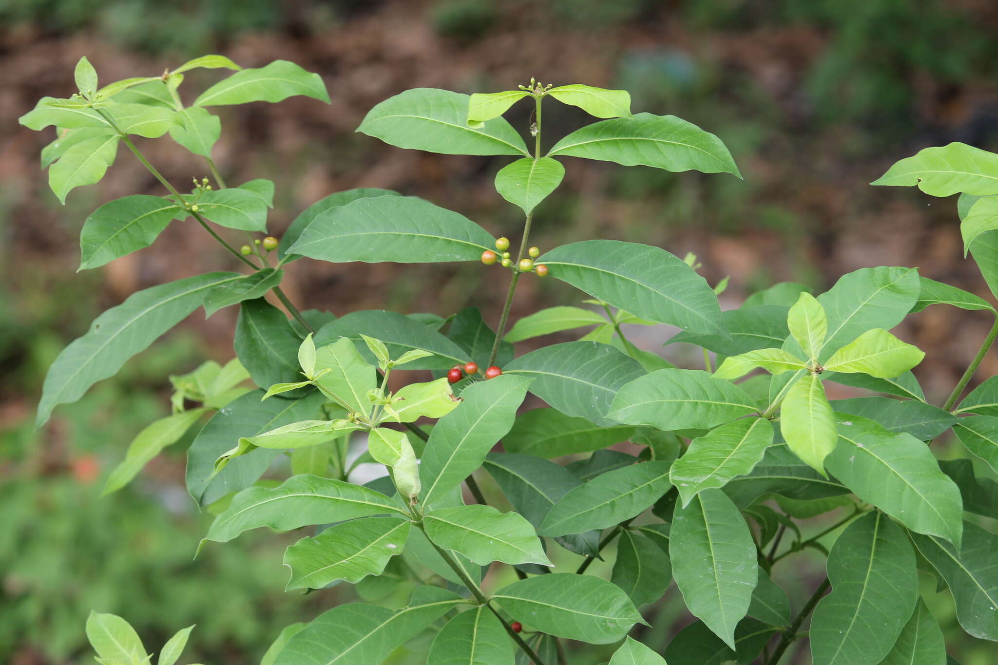 Plancia ëd Rauvolfia tetraphylla L.