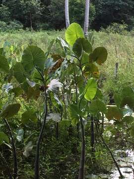 Image de Montrichardia linifera (Arruda) Schott