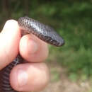Image of Natal Purple-glossed Snake