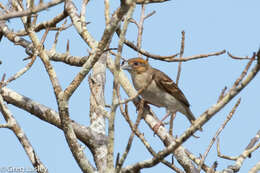 Image of Sakalava Weaver