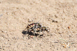 Image of Blowout tiger beetle