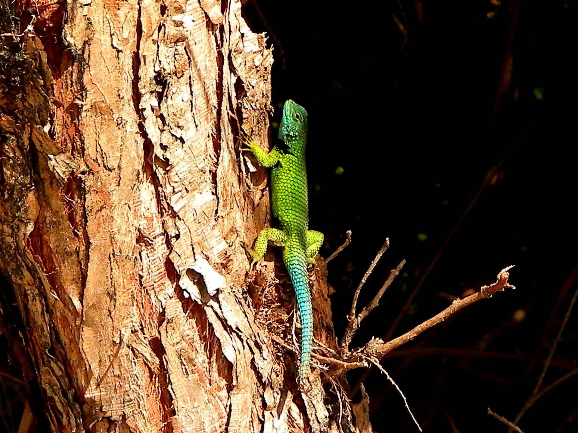 Image of Tanner's Spiny Lizard