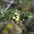 Imagem de Grevillea jephcottii J. H. Willis