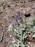 Image of Blunt-lobe Lupine