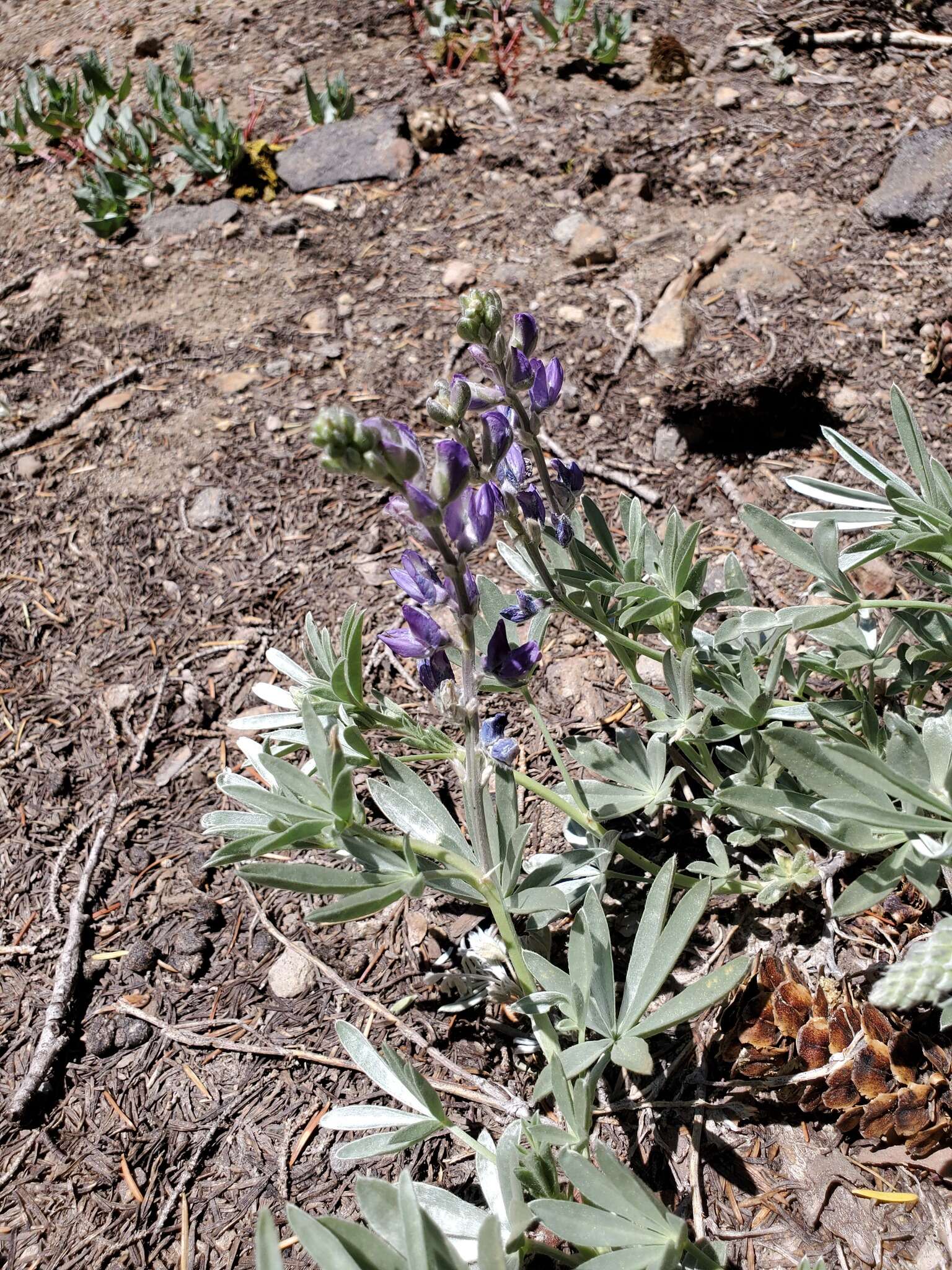 Image of Blunt-lobe Lupine