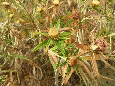 Image of Carlina salicifolia (L. fil.) Cav.