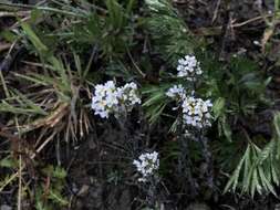 Image of Draba gilliesii Hook. & Arn.