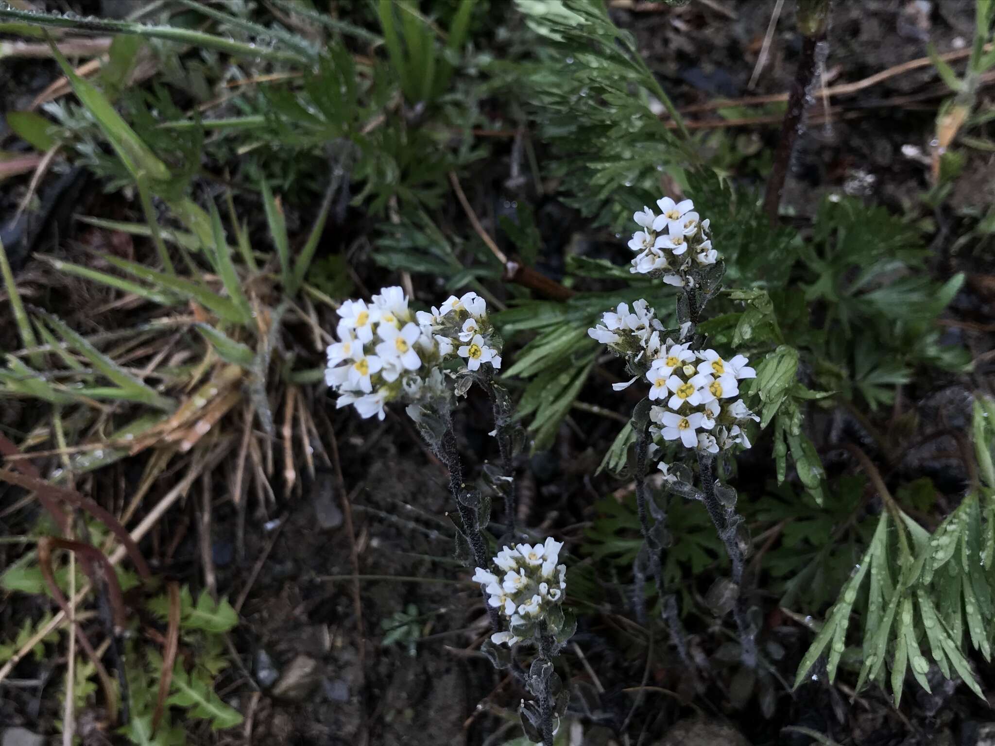 Image of Draba gilliesii Hook. & Arn.