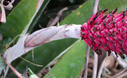 Imagem de Aechmea bocainensis E. Pereira & Leme