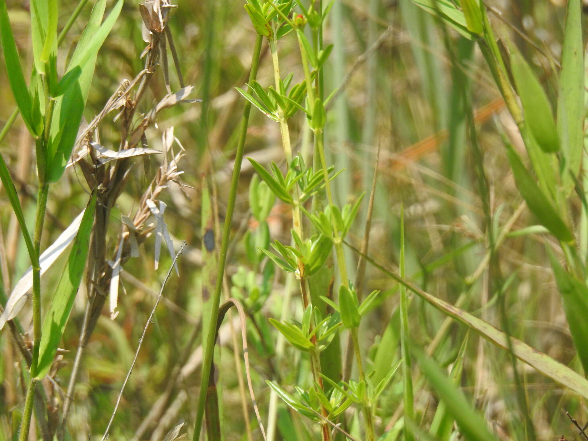 Image of cluster-leaf st.john's wort