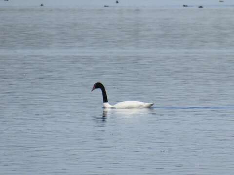 Image of Black-necked Swan