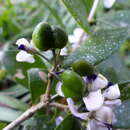 Image of Acanthocladus dichromus (Steud.) J. F. B. Pastore