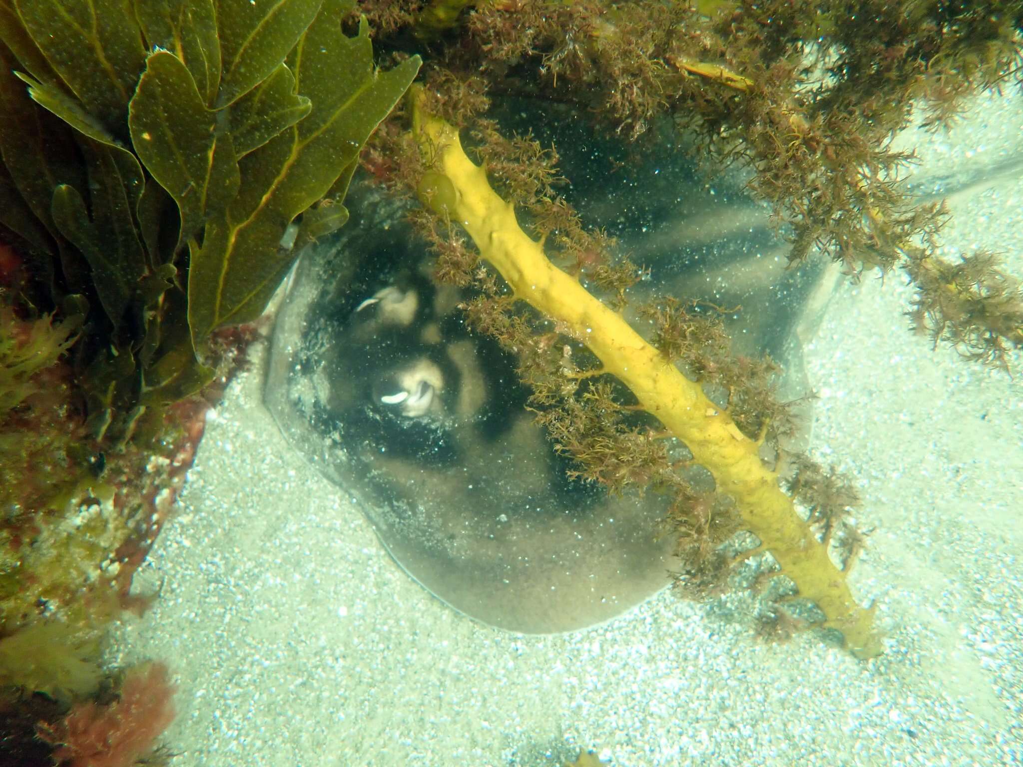 Image of Banded Stingaree