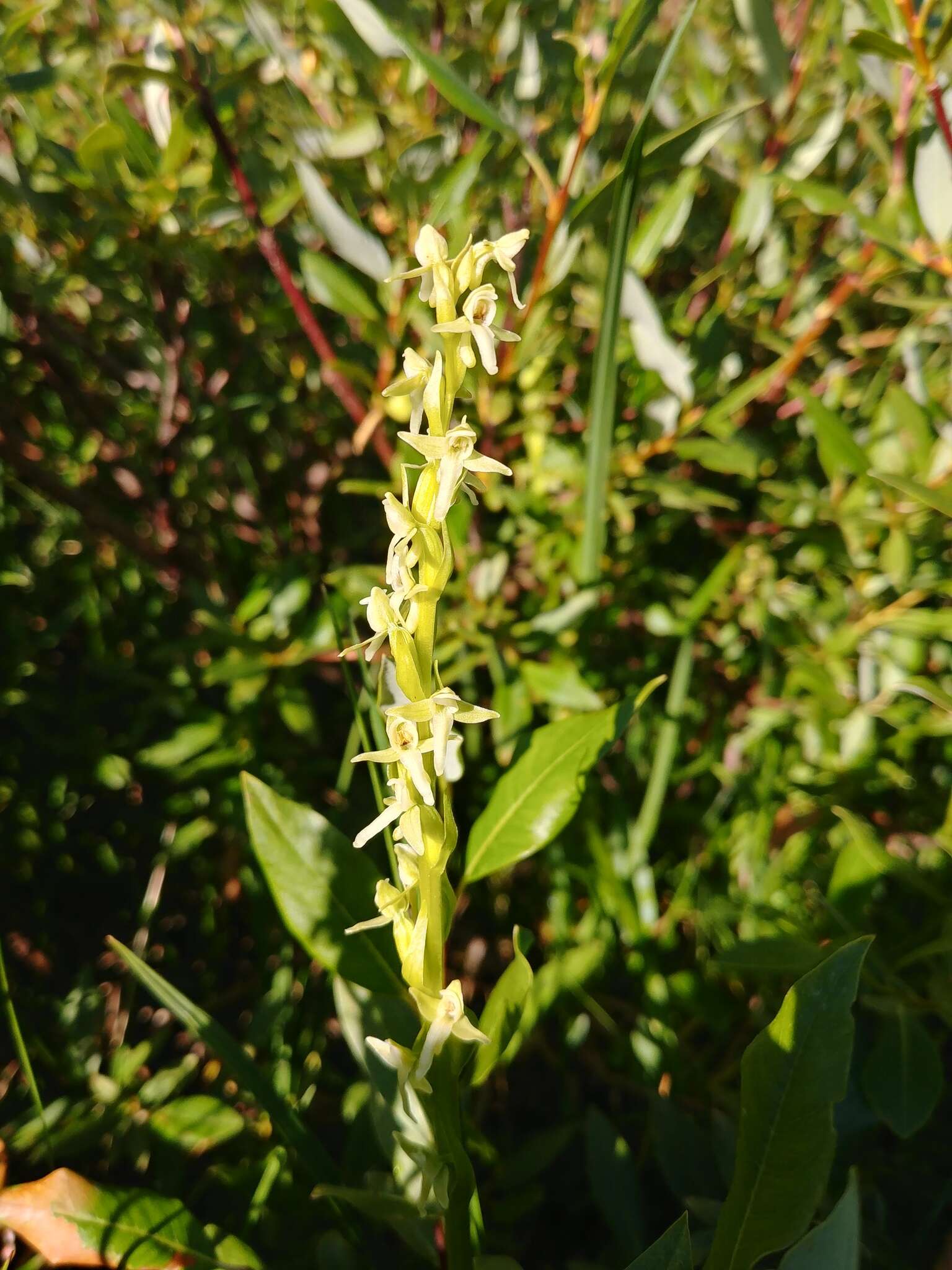 Imagem de Platanthera estesii W. J. Schrenk