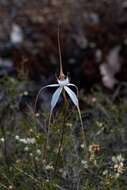 Caladenia longicauda subsp. merrittii Hopper & A. P. Br.的圖片