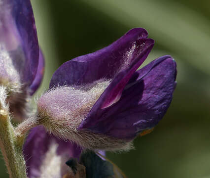 صورة Lupinus argenteus var. montigenus