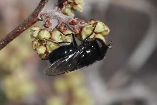 صورة Copestylum comstocki (Williston 1887)