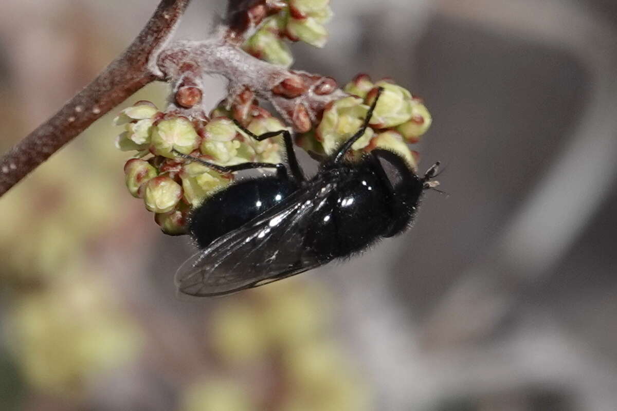 Image of Comstock's Bromeliad Fly