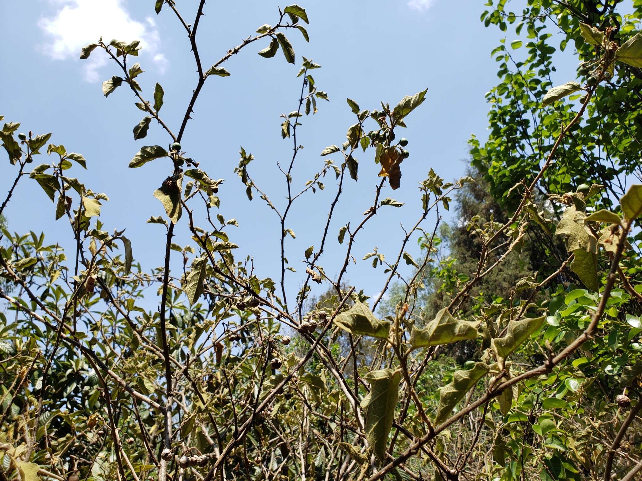 Image of Solanum ferrugineum Jacq.