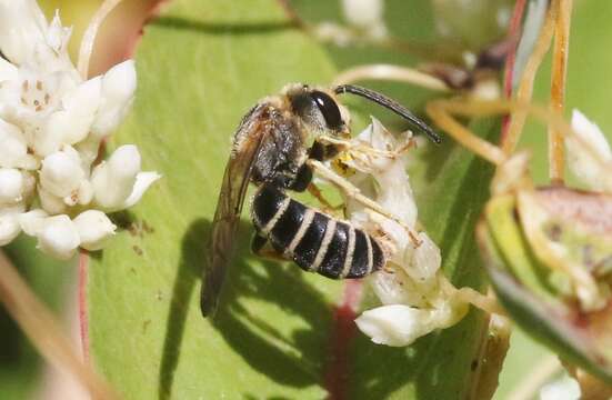 Image of Halictus farinosus Smith 1853