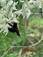 Xylocopa aestuans (Linnaeus 1758) resmi