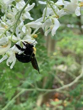 Imagem de Xylocopa aestuans (Linnaeus 1758)