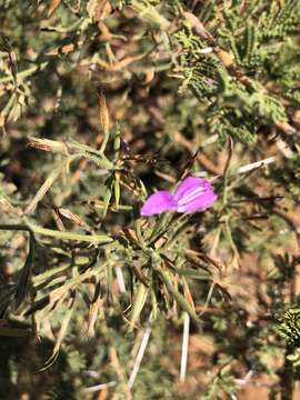 Image of Dicliptera decorticans (K. Balkwill) I. Darbysh.