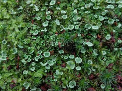 Image of cup lichen