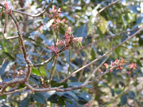 Sivun Euphorbia calcarata (Schltdl.) V. W. Steinm. kuva