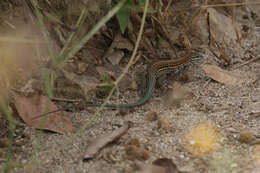 Image of Many-lined Whiptail