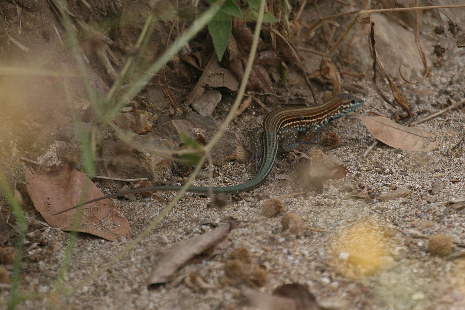 Aspidoscelis lineattissimus (Cope 1878)的圖片