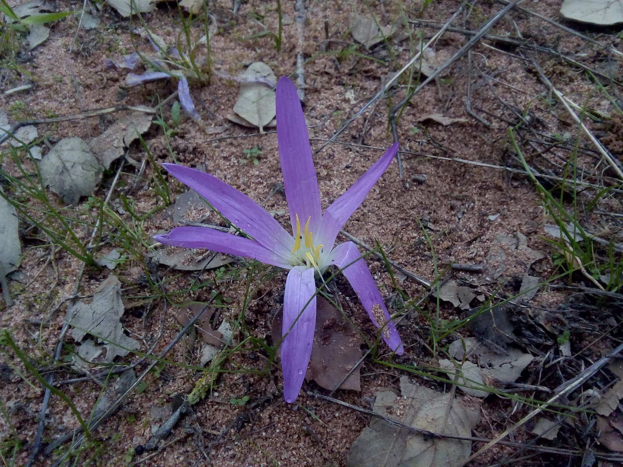 Image of Colchicum filifolium (Cambess.) Stef.