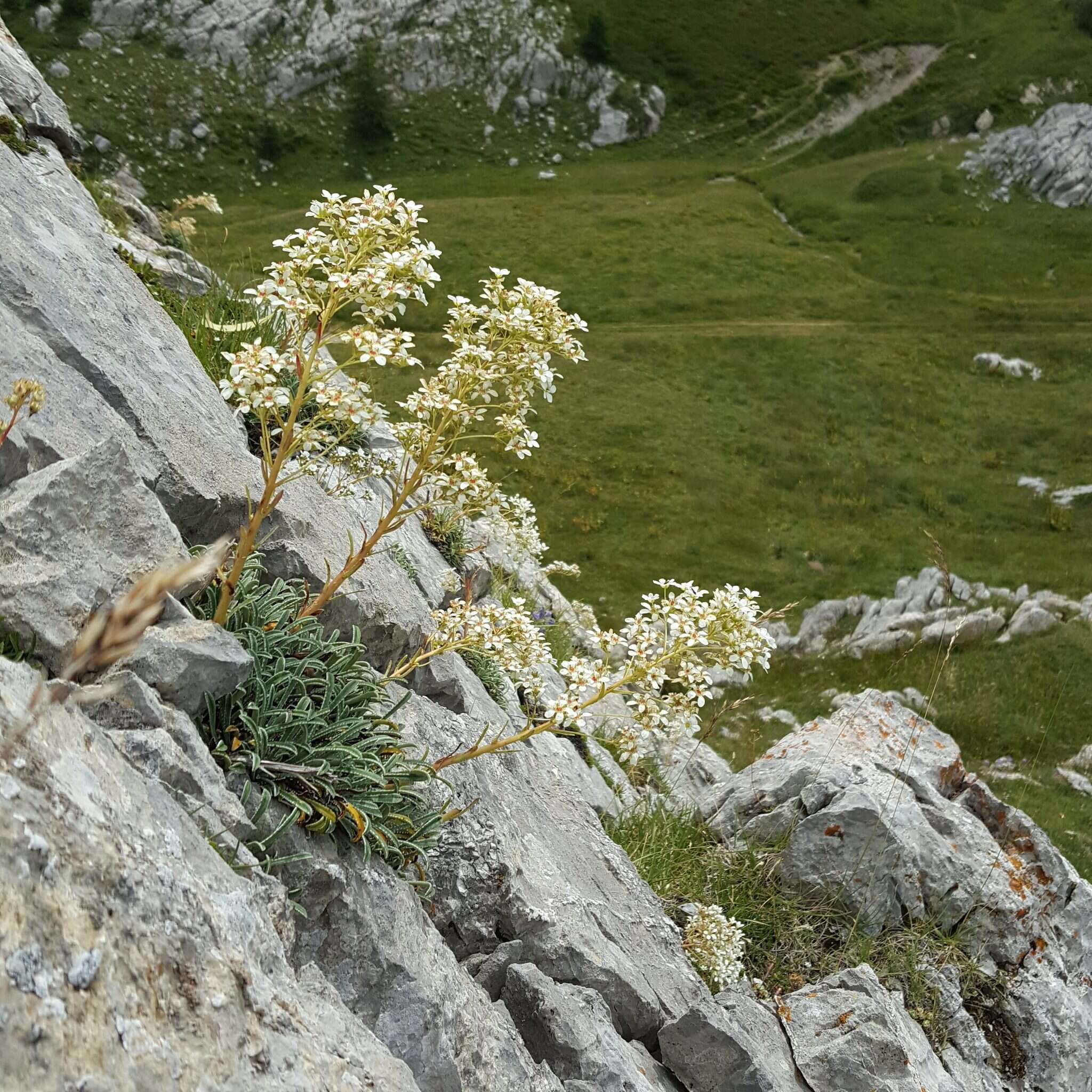 Sivun Saxifraga callosa Sm. kuva