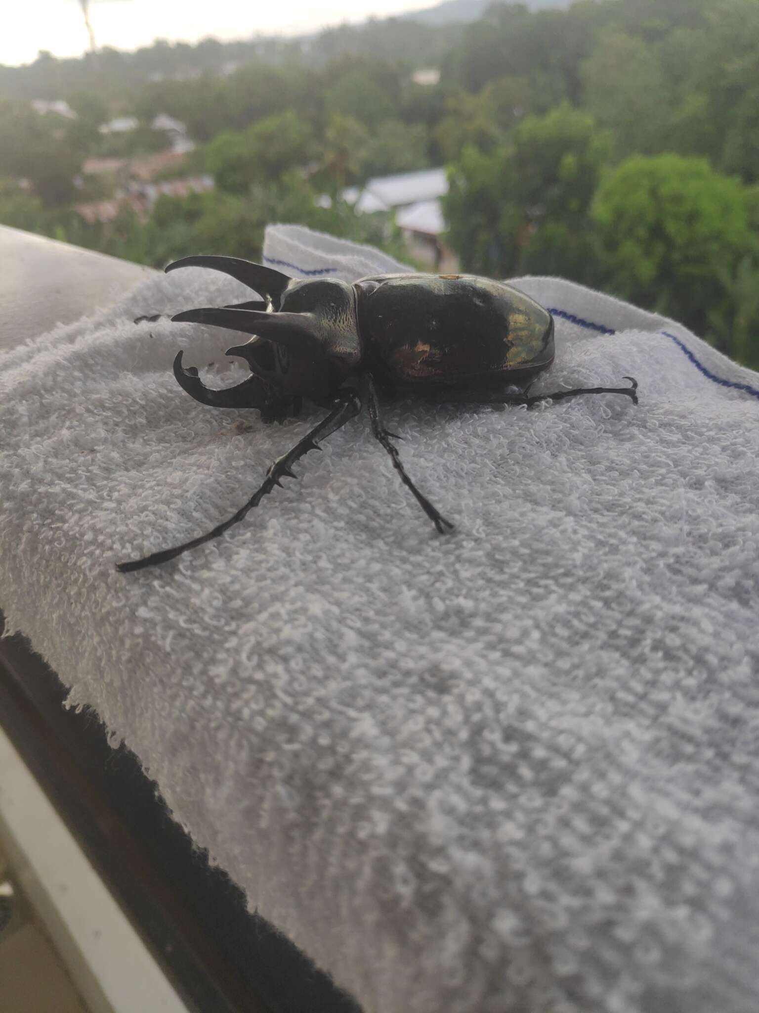 Image of Atlas beetle