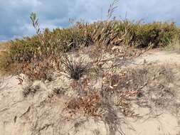 Image of Great Lakes sandcherry