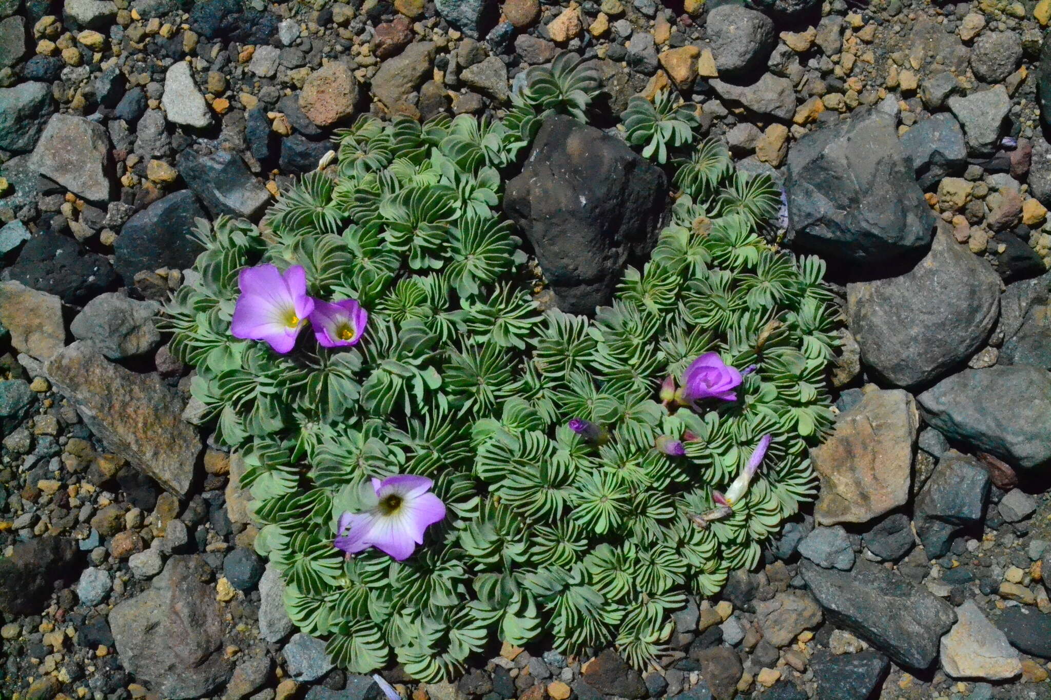 Слика од Oxalis adenophylla Gill.