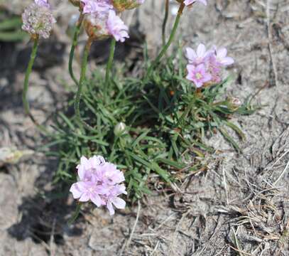 Image of thrift seapink