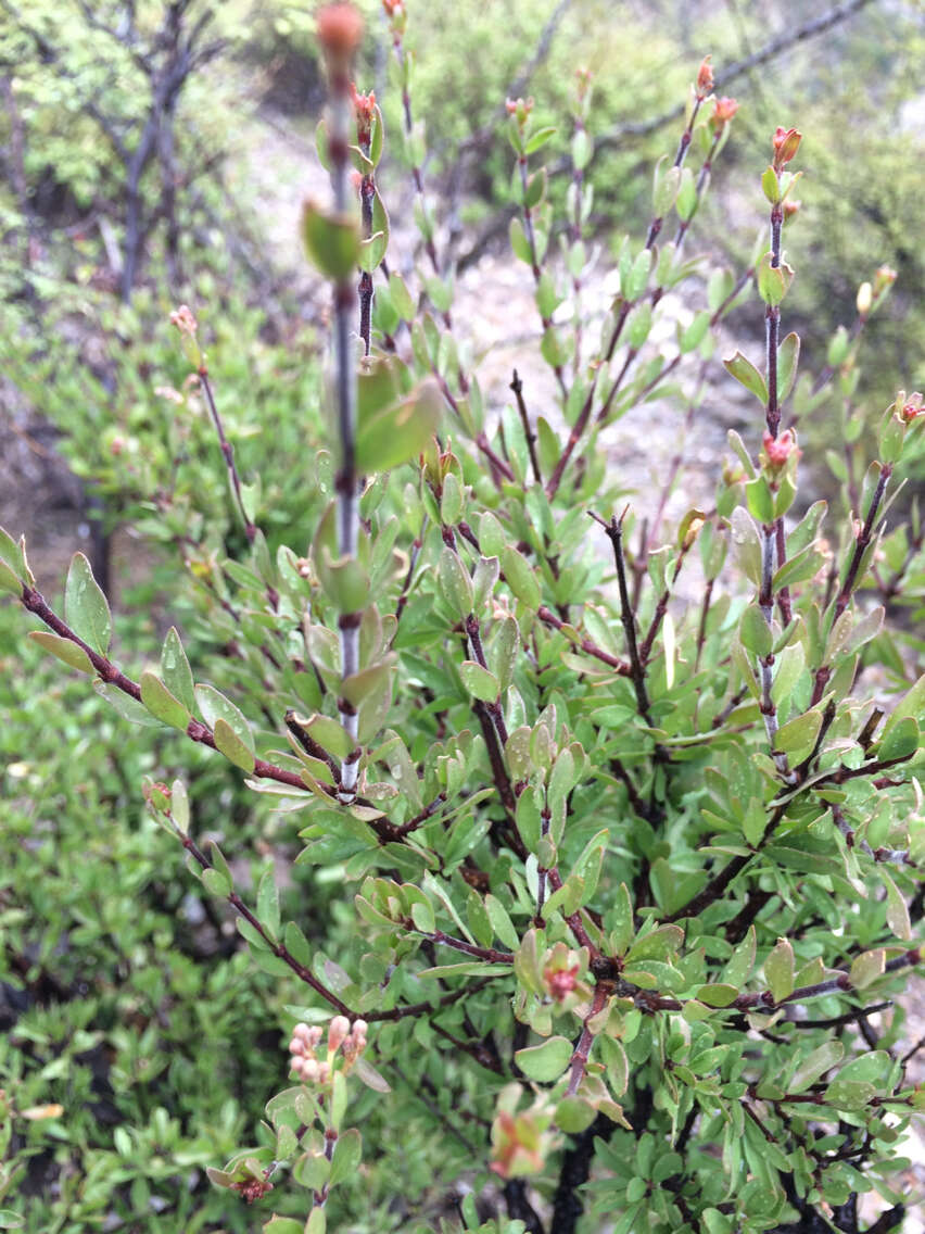 Image of Machaonia coulteri (Hook. fil.) Standl.