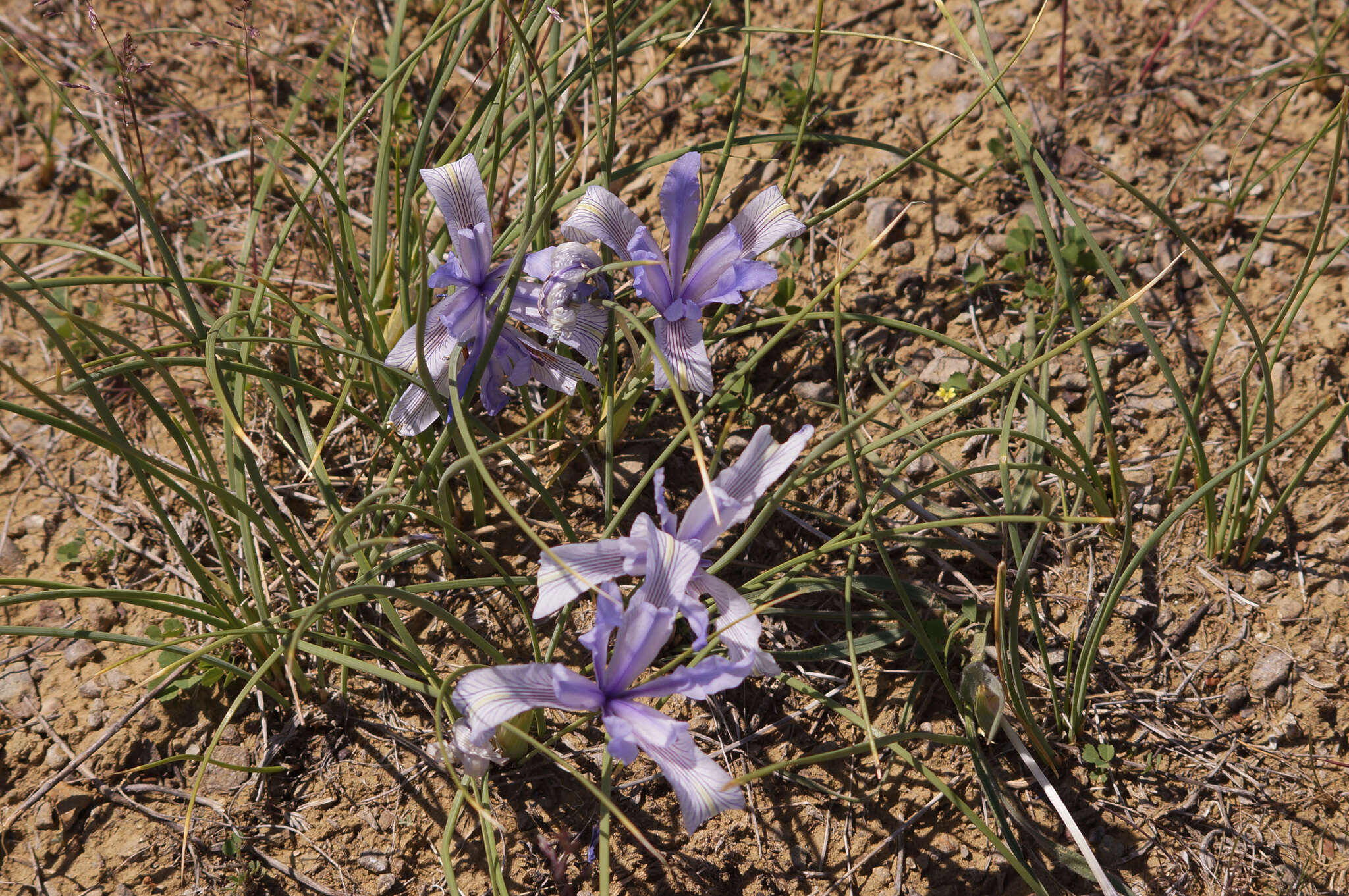 Image of Iris tenuifolia Pall.