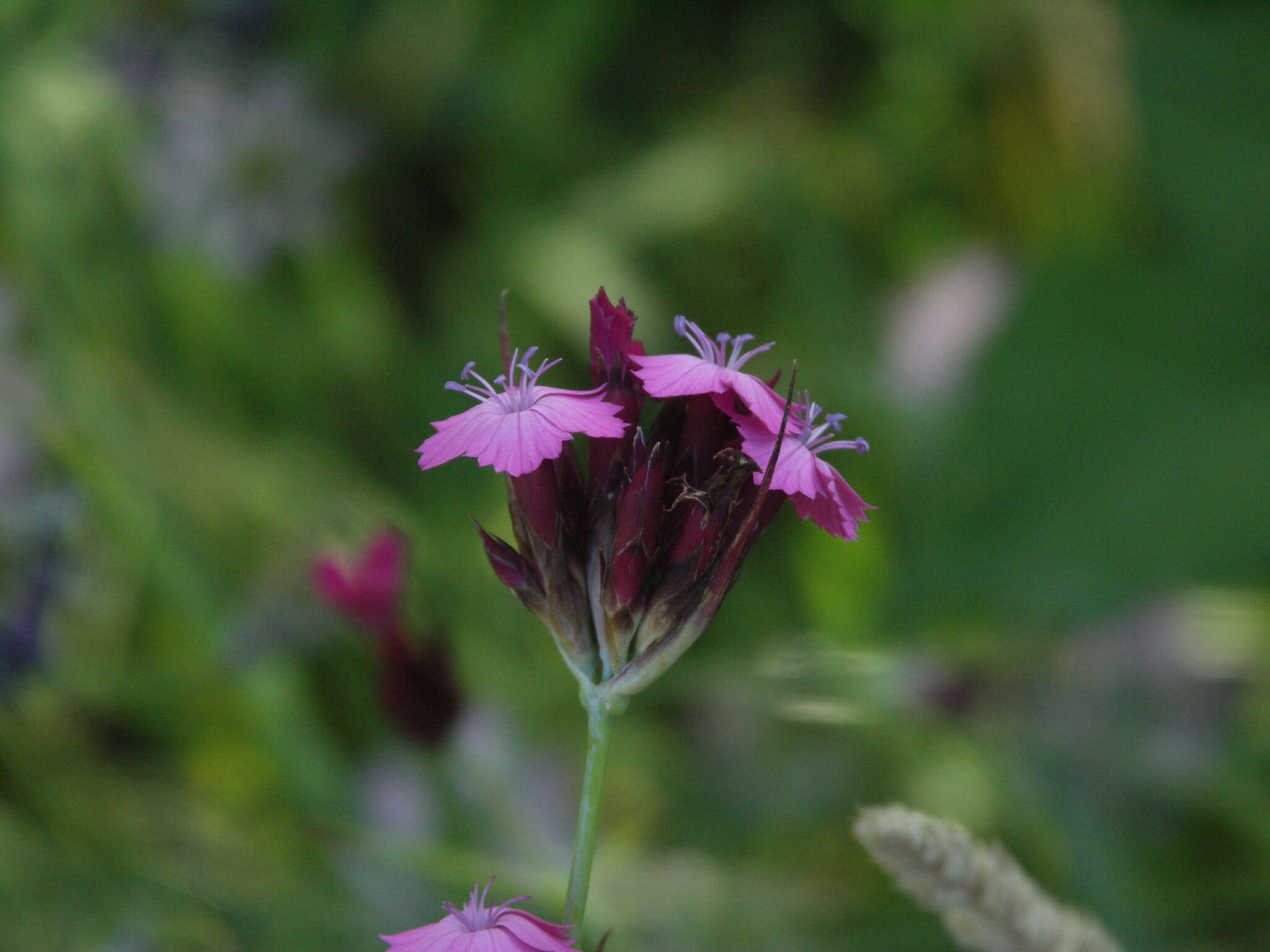 Image de Dianthus giganteus subsp. giganteus