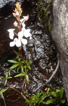 Слика од Disa tripetaloides (L. fil.) N. E. Br.