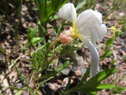 Image of whitest evening primrose