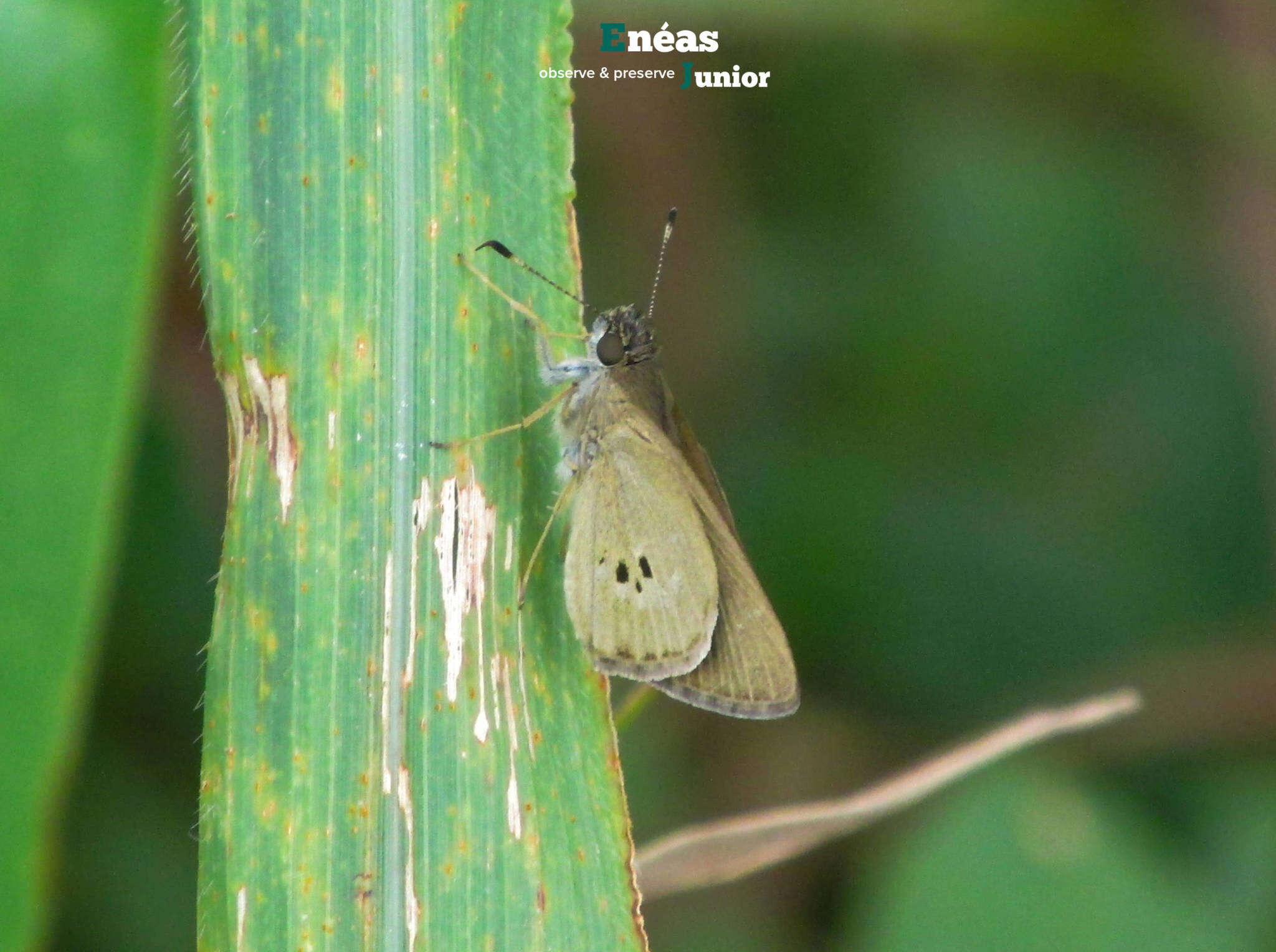 Слика од Cymaenes tripunctata Latreille 1824