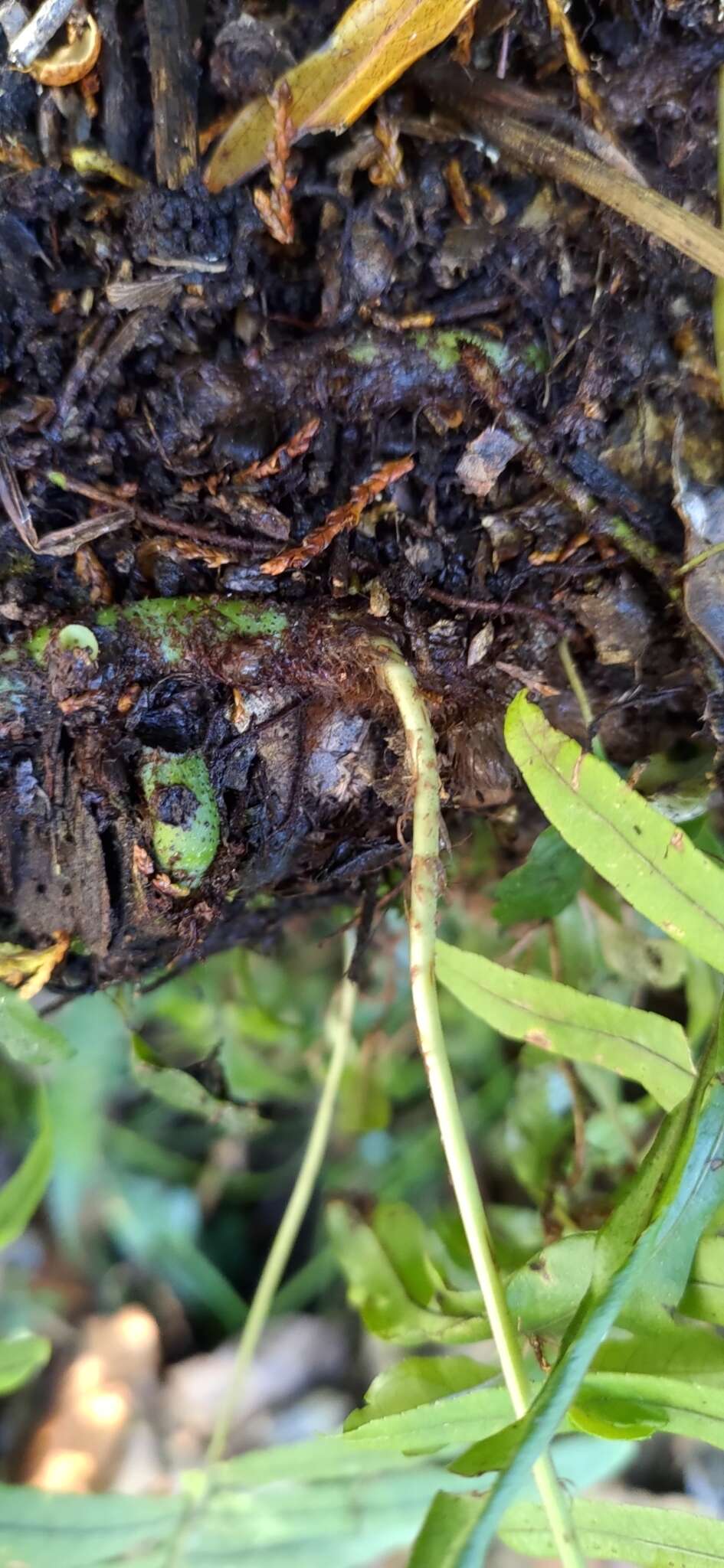 Слика од Polypodiodes amoena (Wall. ex Mett) Ching